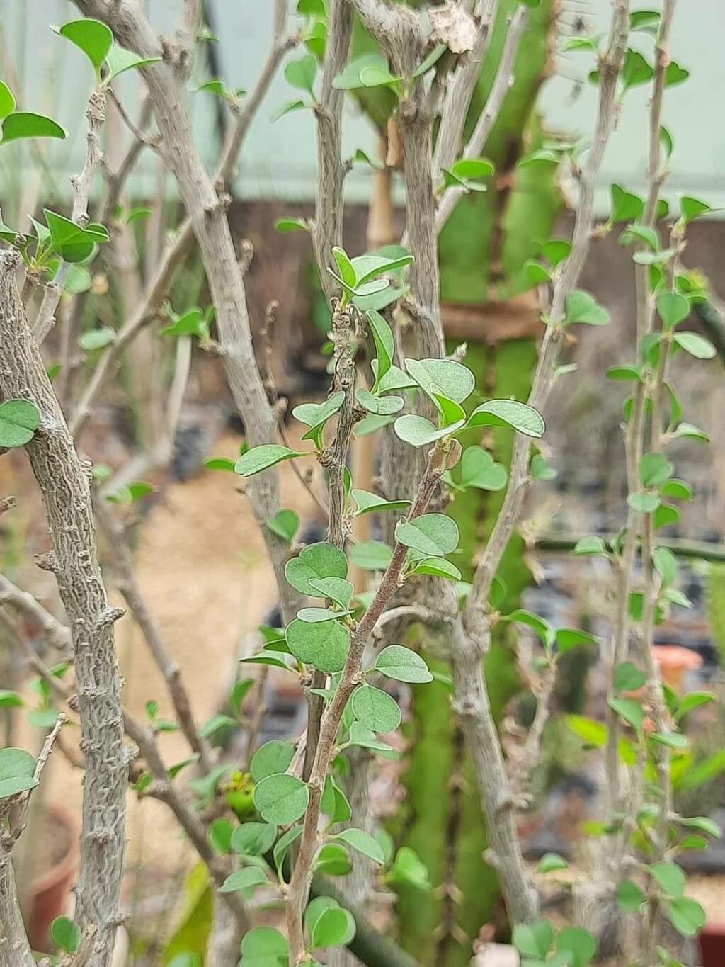 Euphorbia misera — houseplant care guide