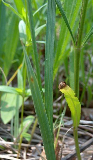 Carex meadii leaf