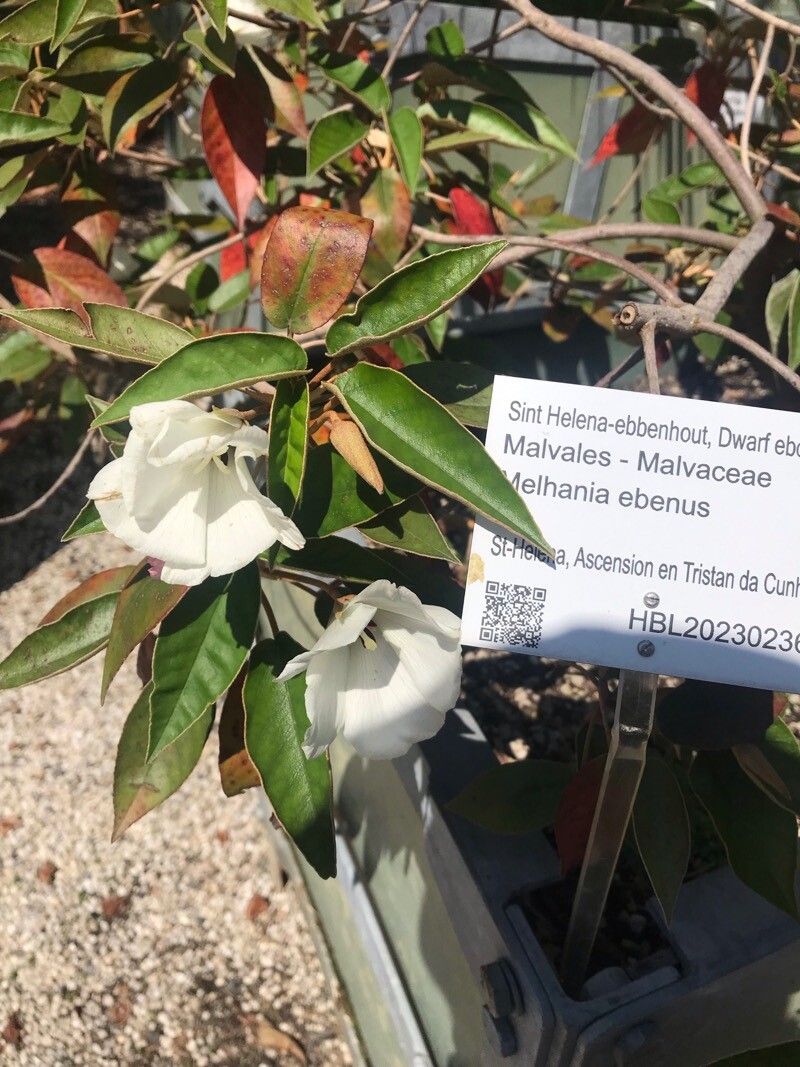 Melhania ebenus bark