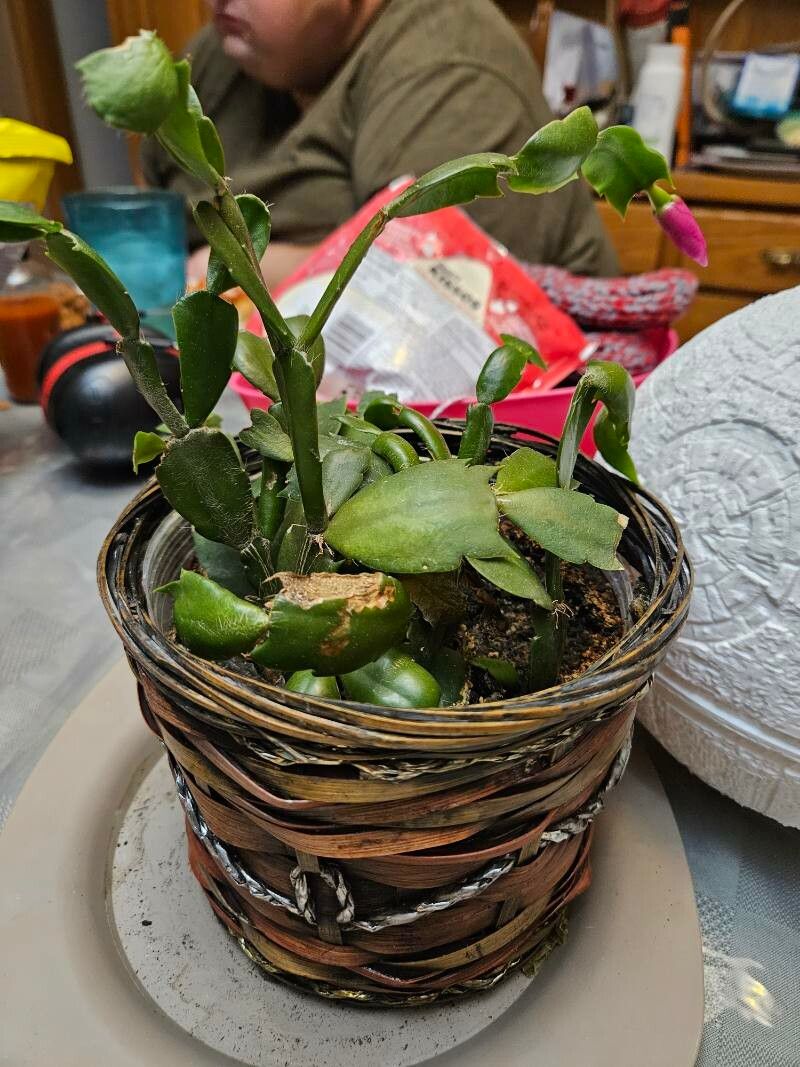 Schlumbergera kautskyi bark