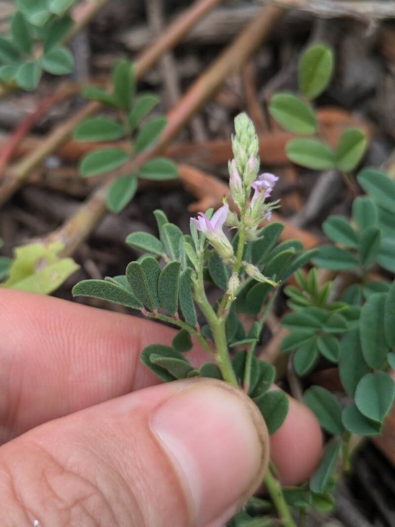 Indigofera microcarpa flower