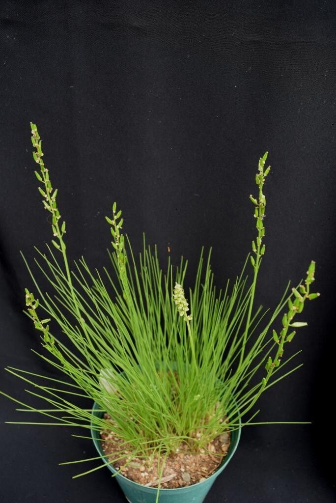 Triglochin milnei habit