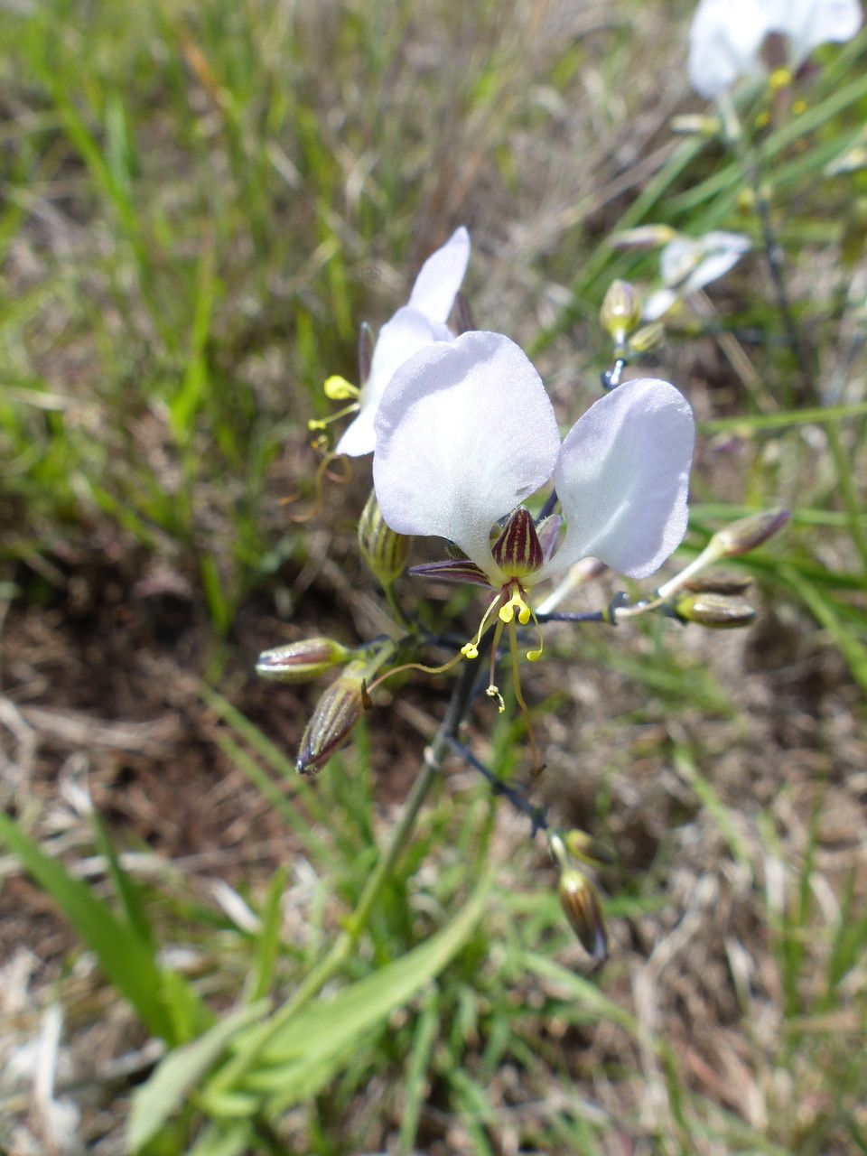 Aneilema brenanianum habit