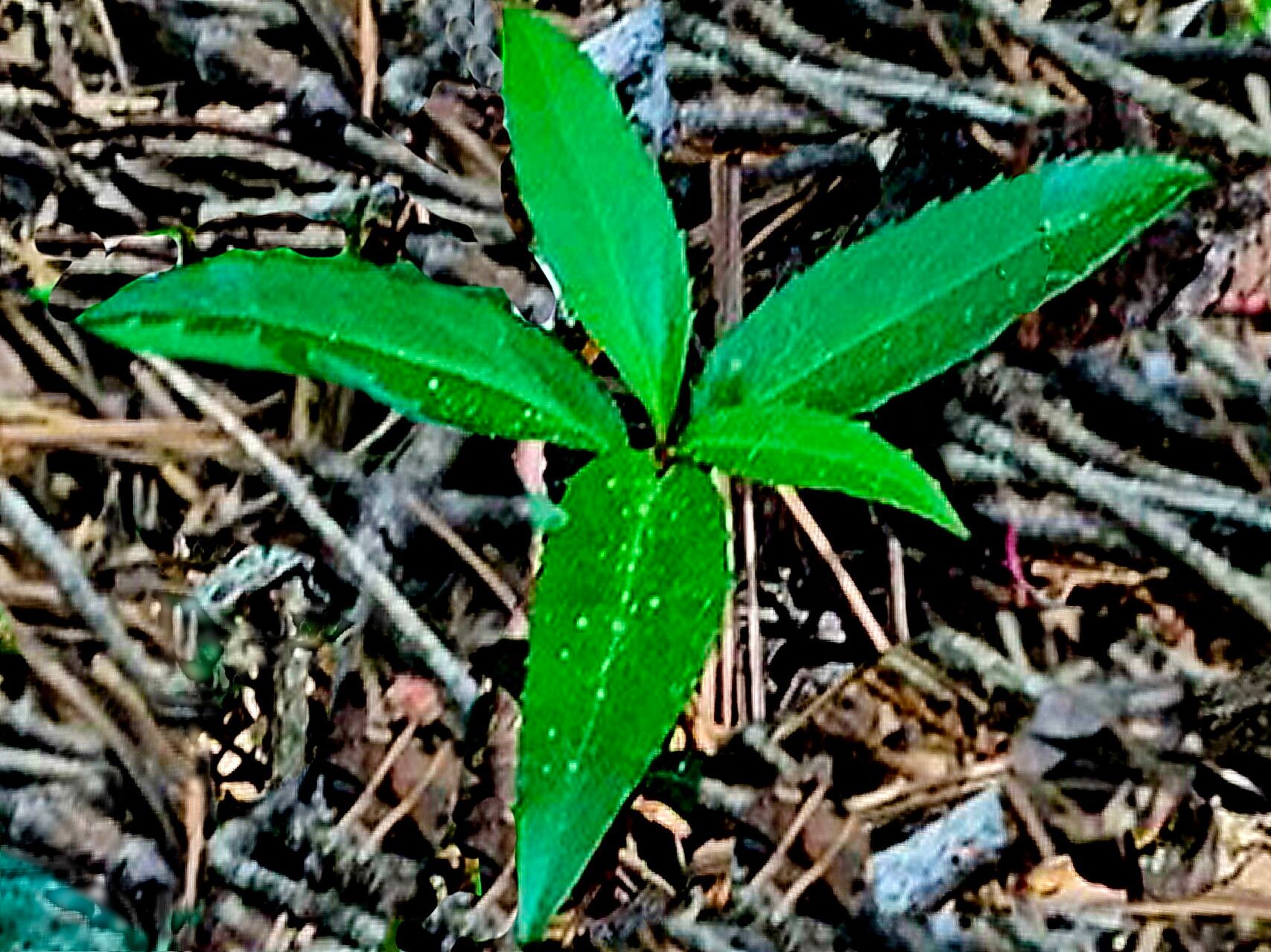Chimaphila menziesii — related species from the same genus