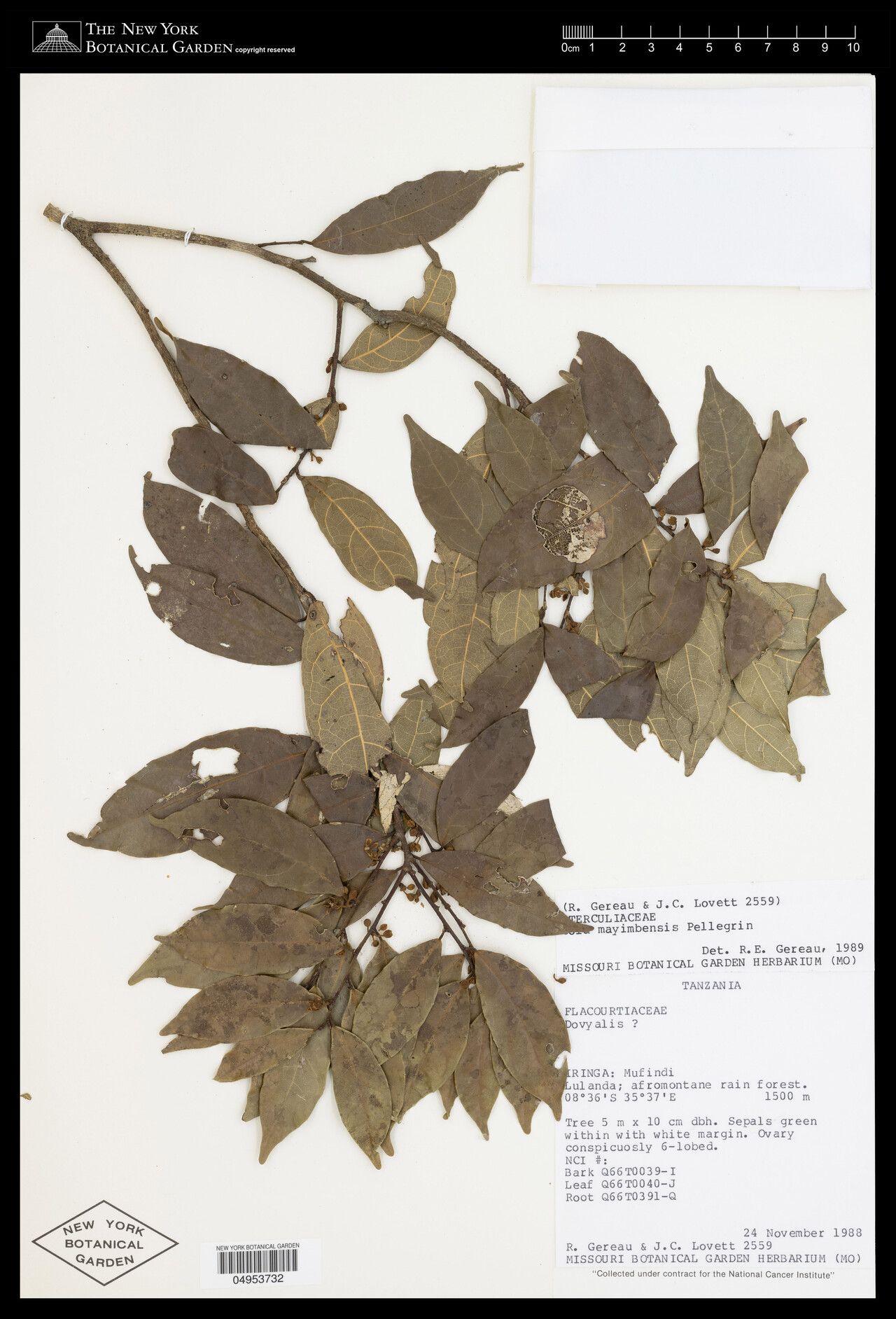 Cola mayimbensis — houseplant care guide