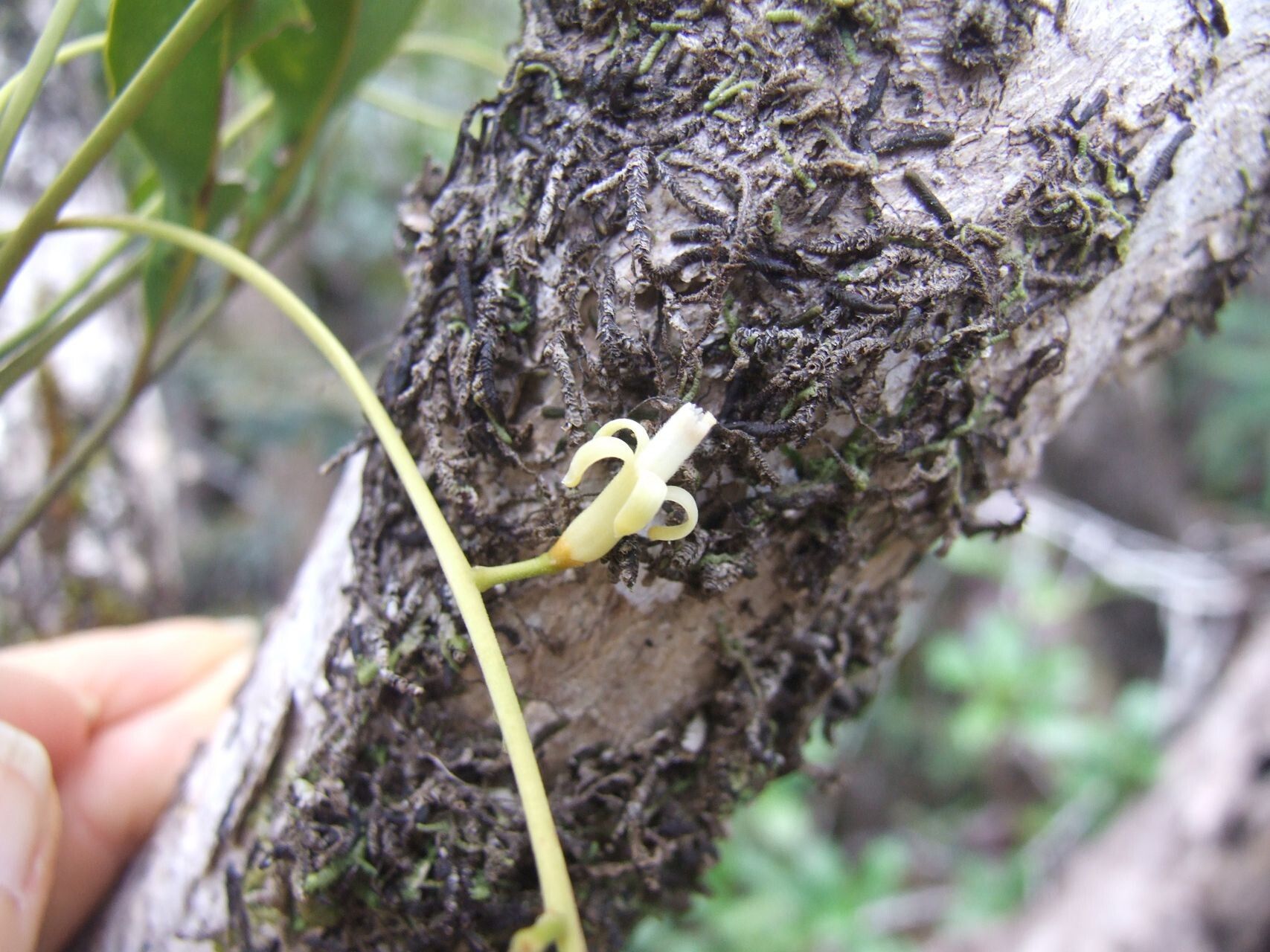 Didymocheton canalensis flower