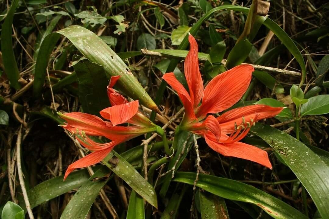 Hippeastrum aulicum