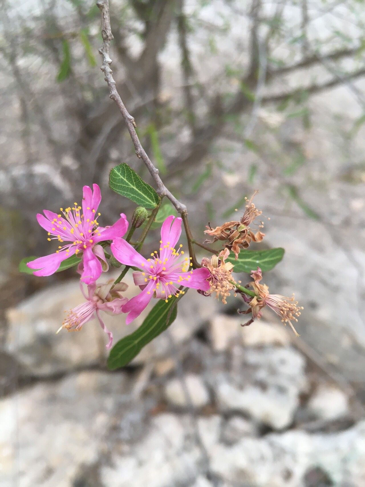Grewia grevei flower