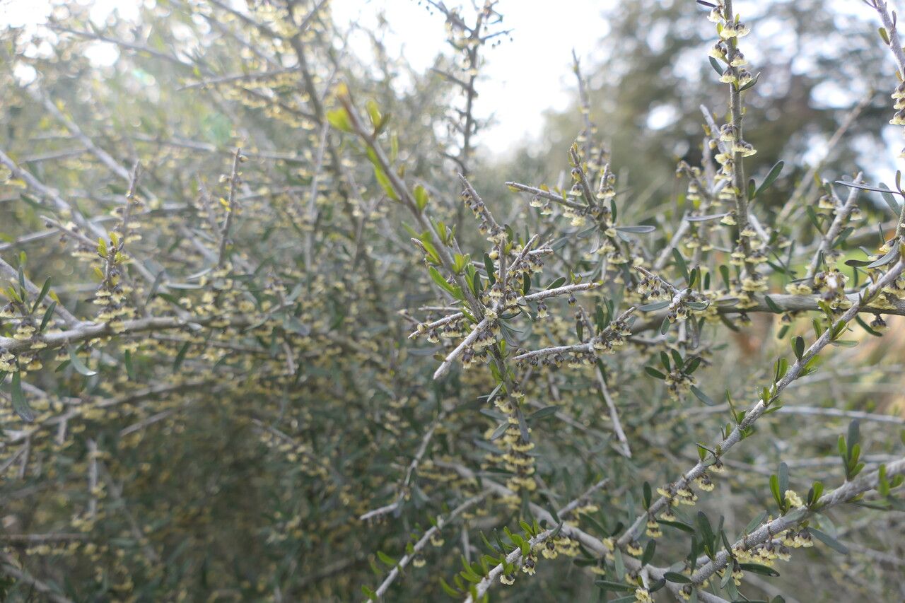 Melicytus angustifolius habit