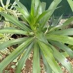 Dracaena angustifolia