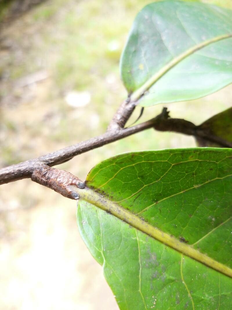 Licania macrophylla leaf
