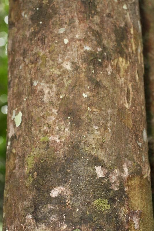 Pachira dolichocalyx bark