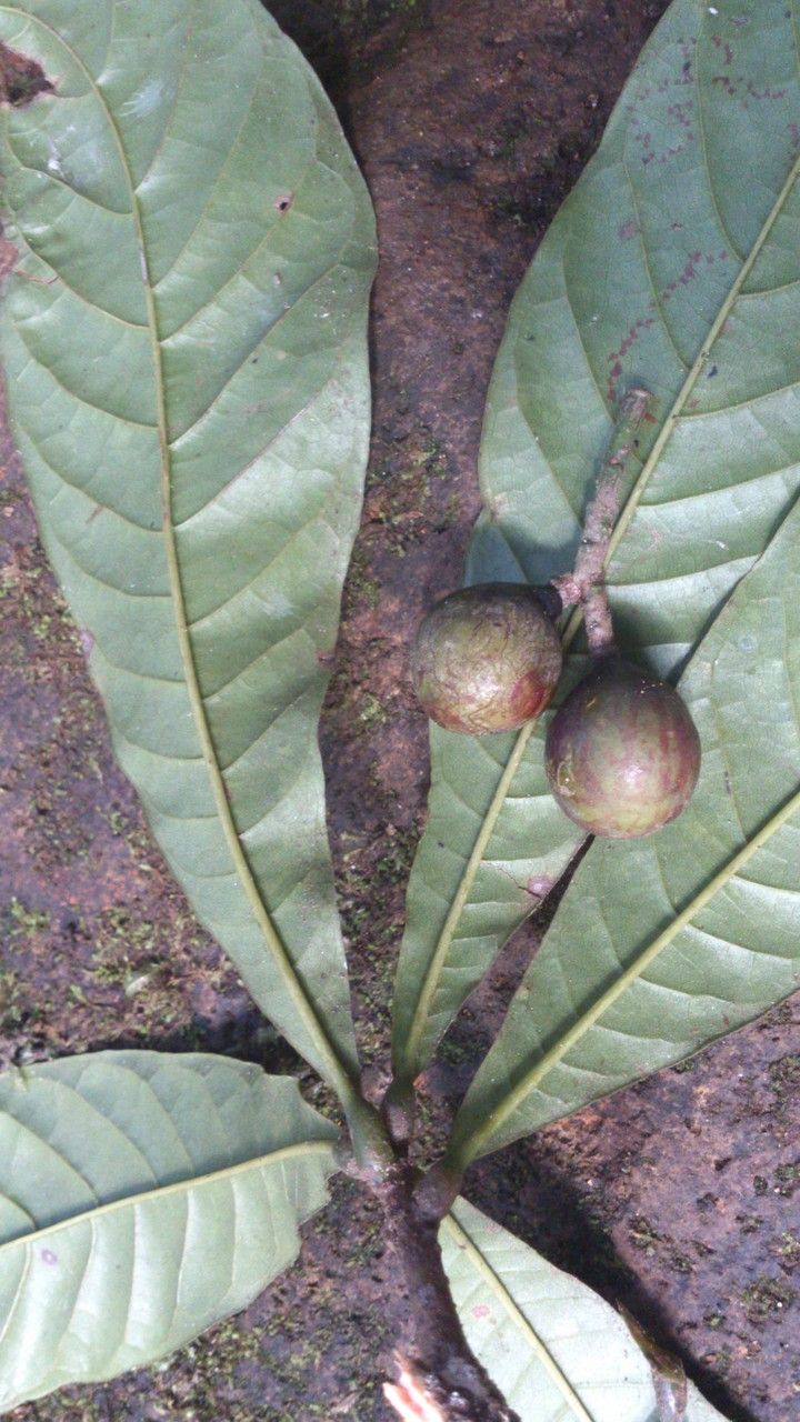 Meliosma donnellsmithii fruit