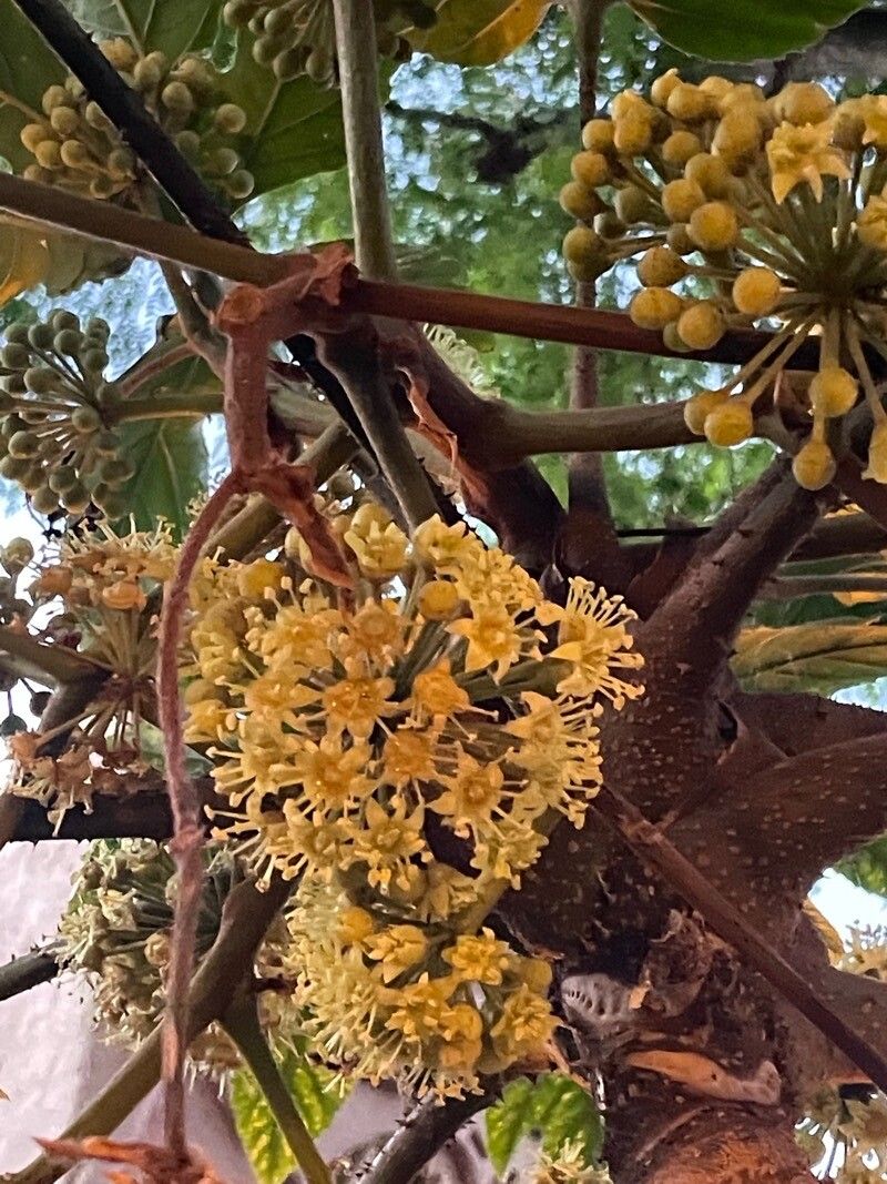 Trevesia palmata flower