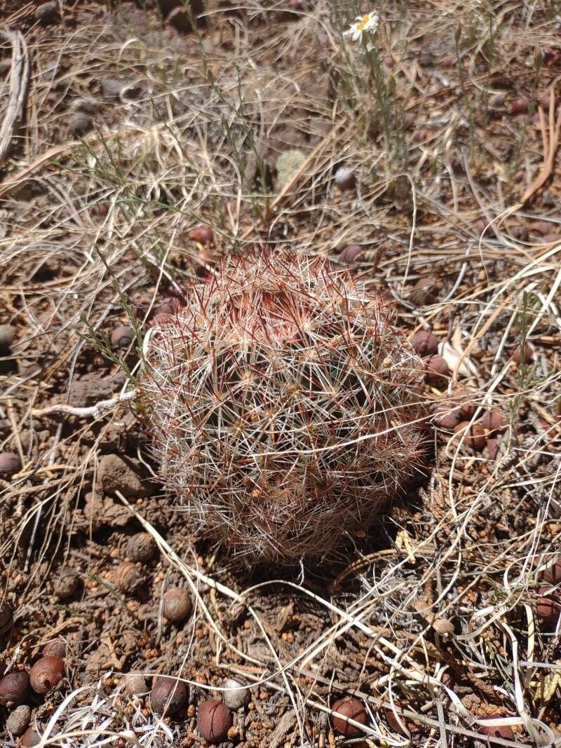 Pediocactus simpsonii — houseplant care guide