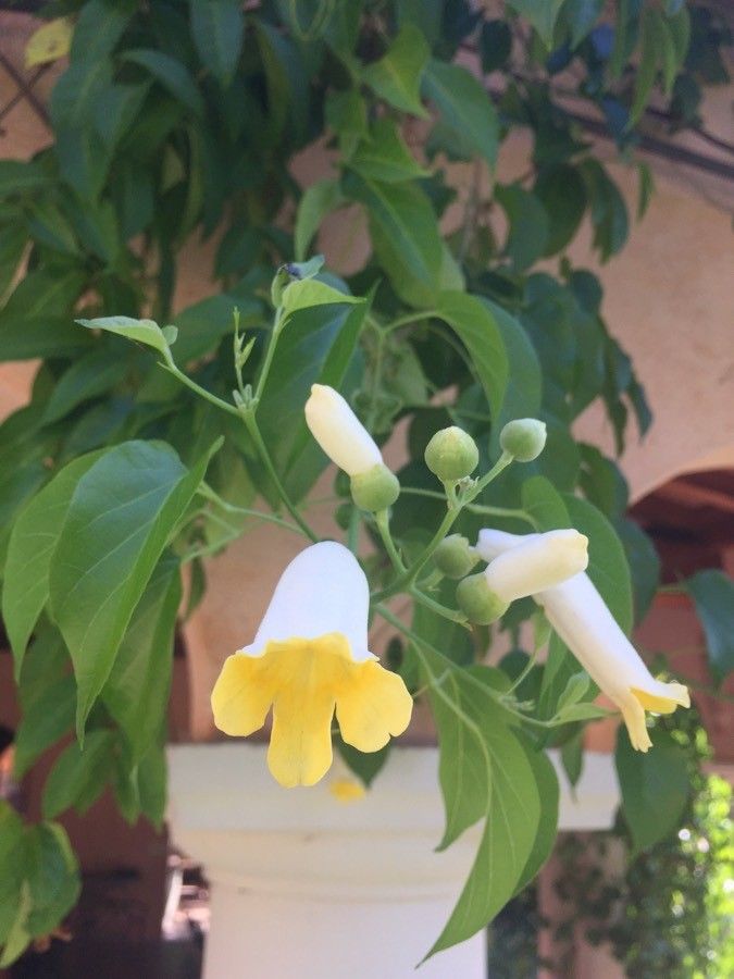 Amphilophium crucigerum flower