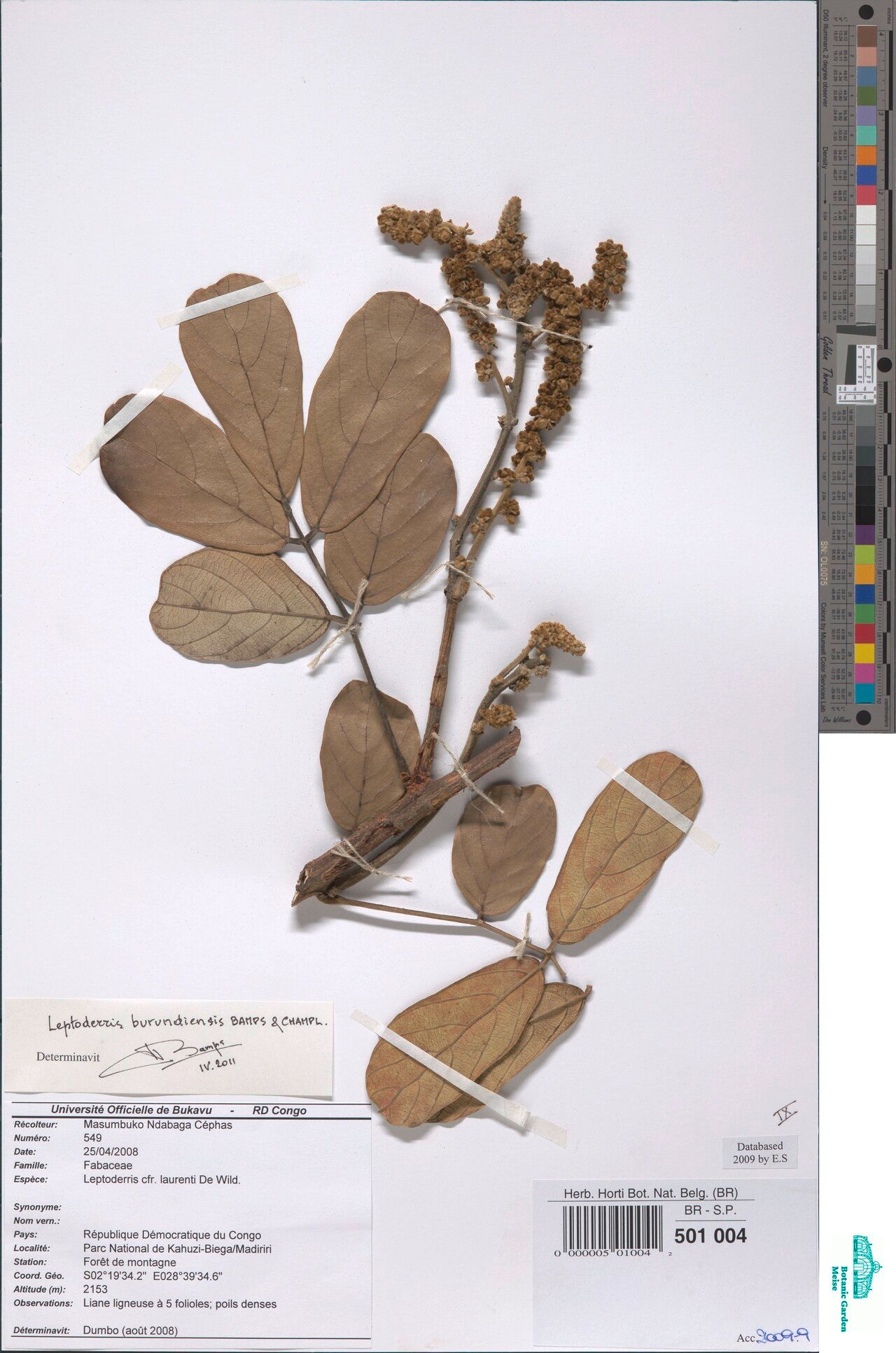 Leptoderris burundiensis — related species from the same genus