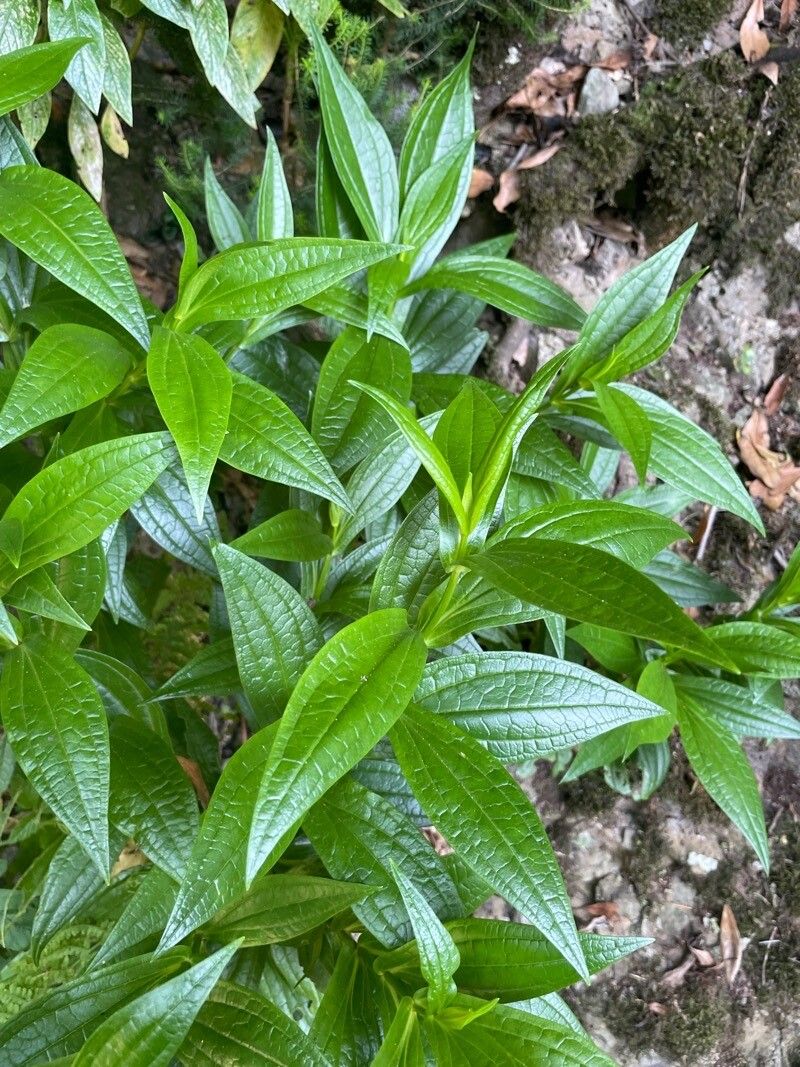 Ixanthus viscosus — houseplant care guide