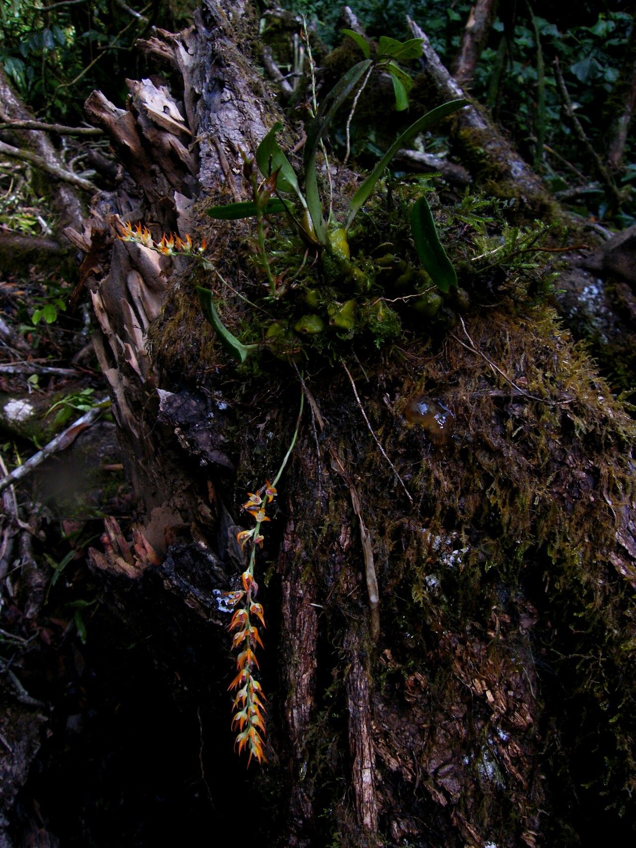 Bulbophyllum calvum habit