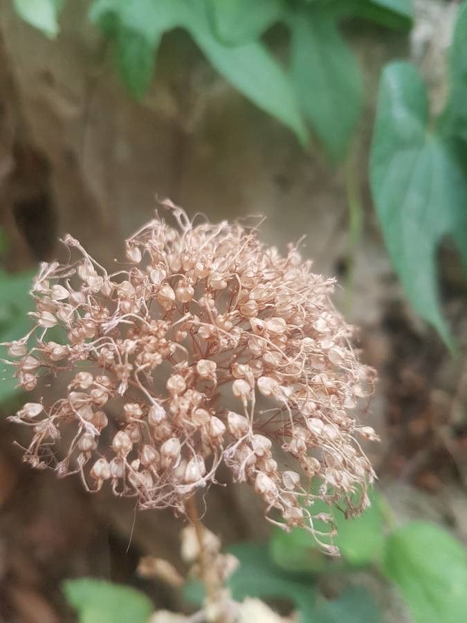 Trachelium caeruleum fruit
