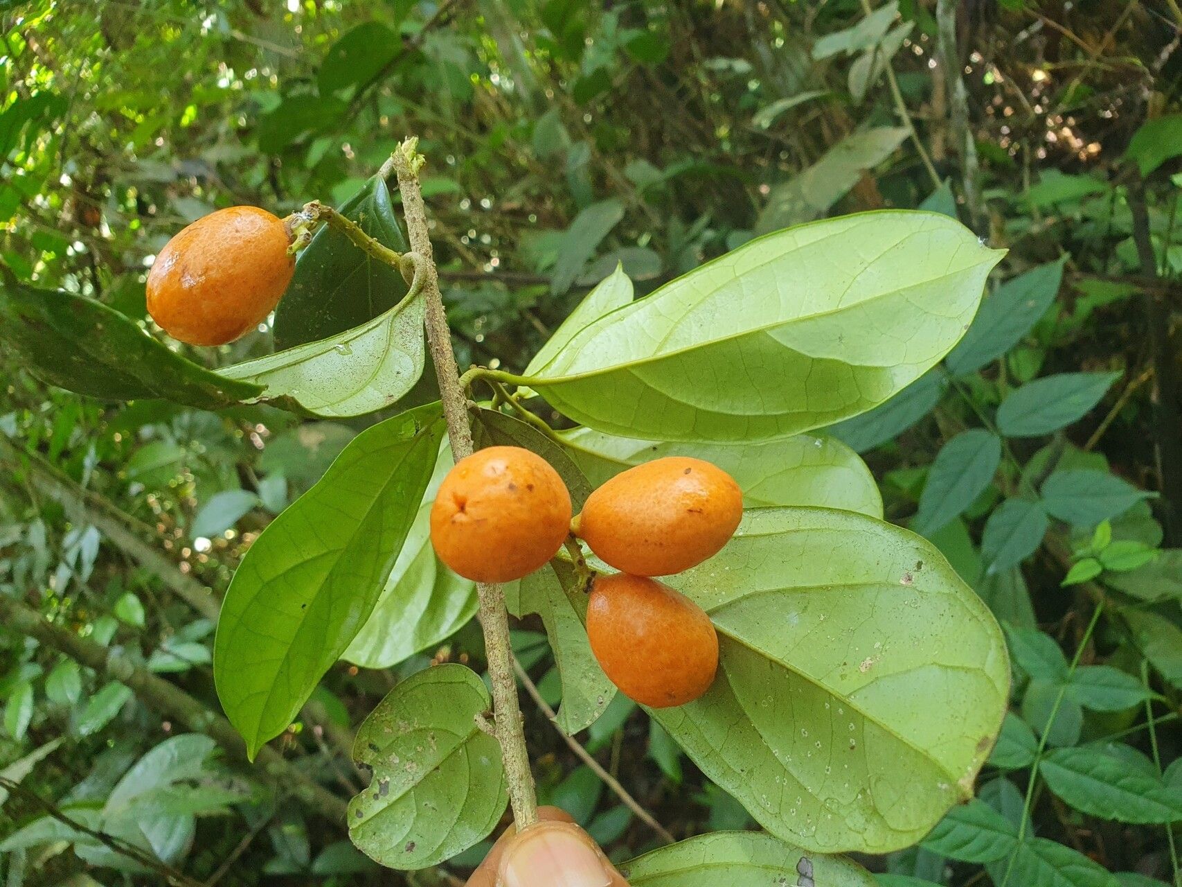 Pyrenacantha glabrescens fruit