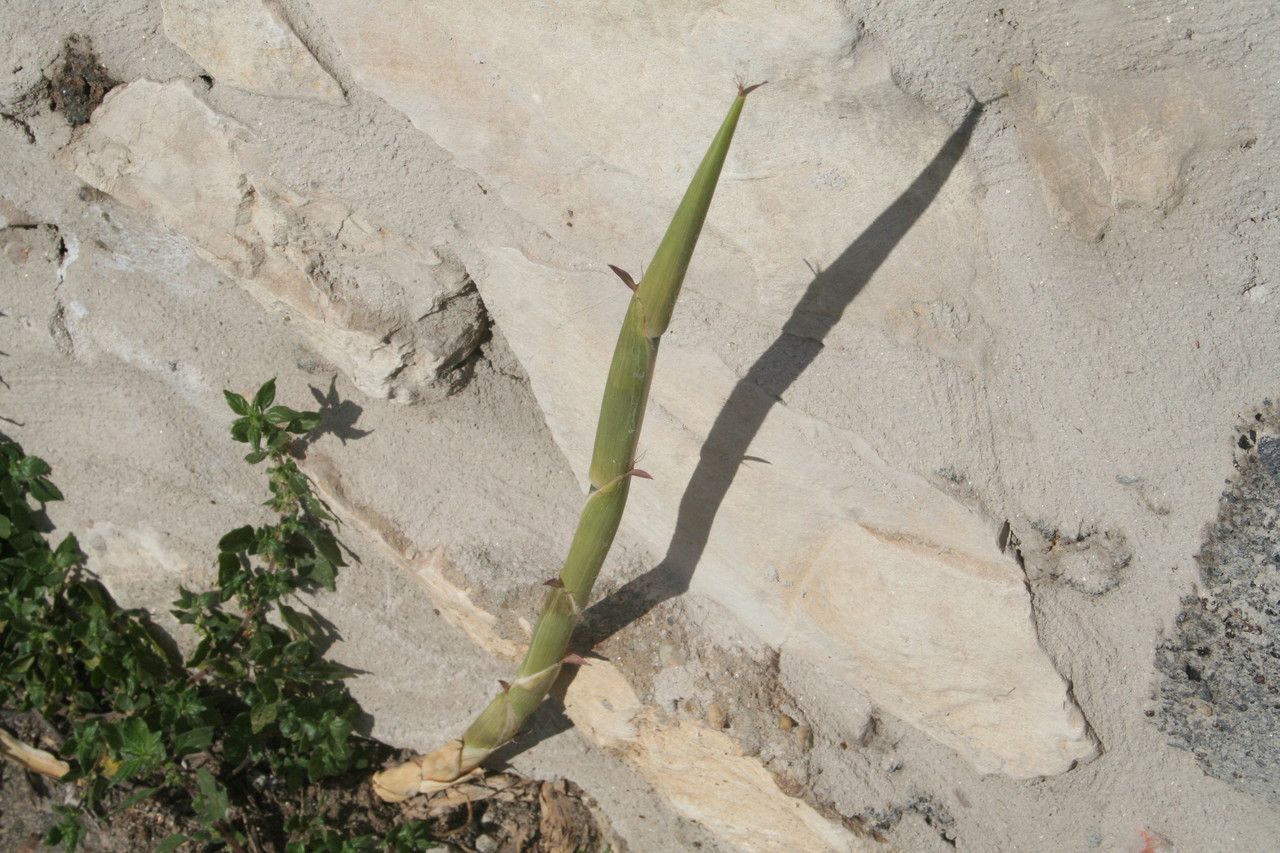 Arundinaria argenteostriata other