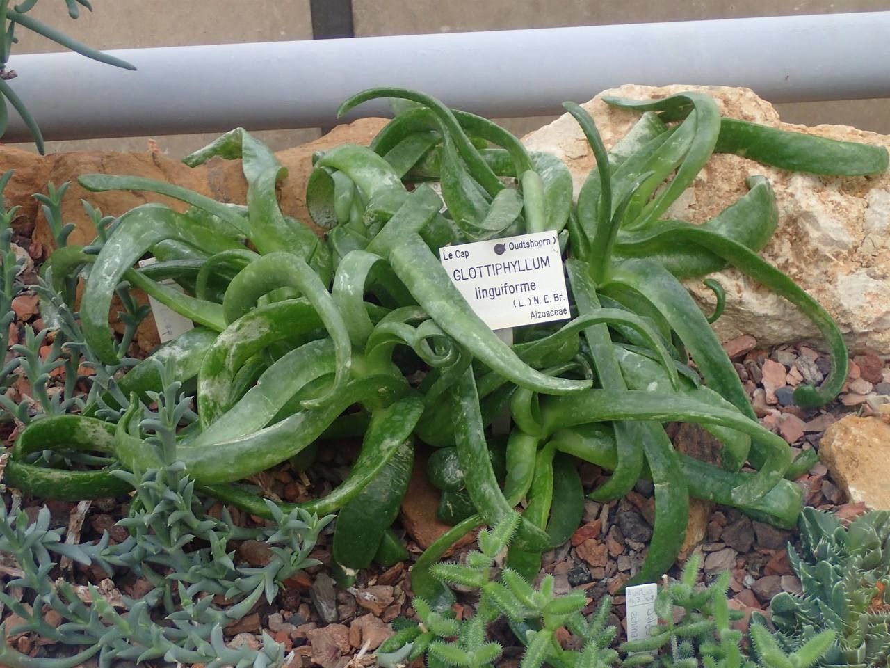 Glottiphyllum linguiforme habit