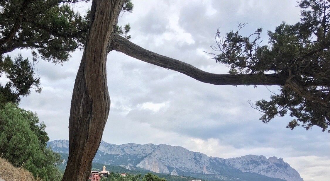 Juniperus excelsa bark