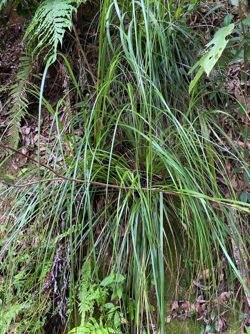 Carex globosa — search result for 'Carex'
