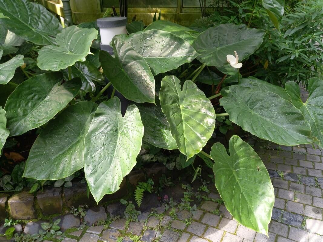 Anthurium nymphaeifolium habit