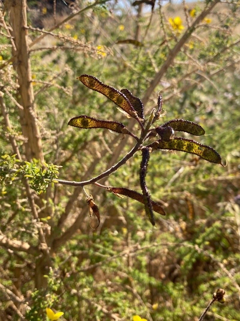 Adenocarpus foliolosus fruit