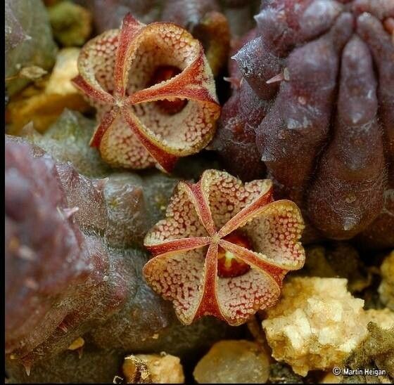 Titanopsis calcarea fruit