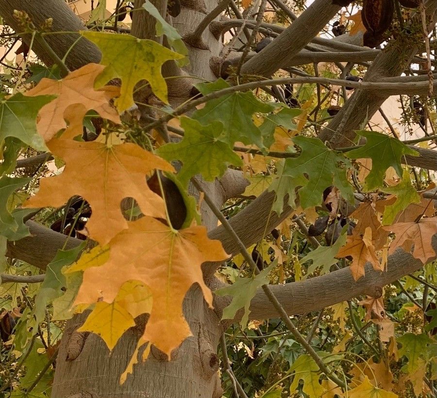 Brachychiton australis — related species from the same genus