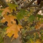 Brachychiton australis