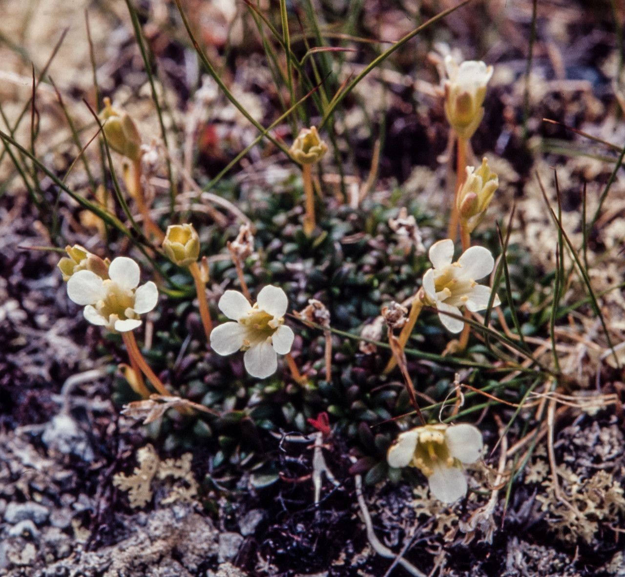 Diapensia lapponica habit