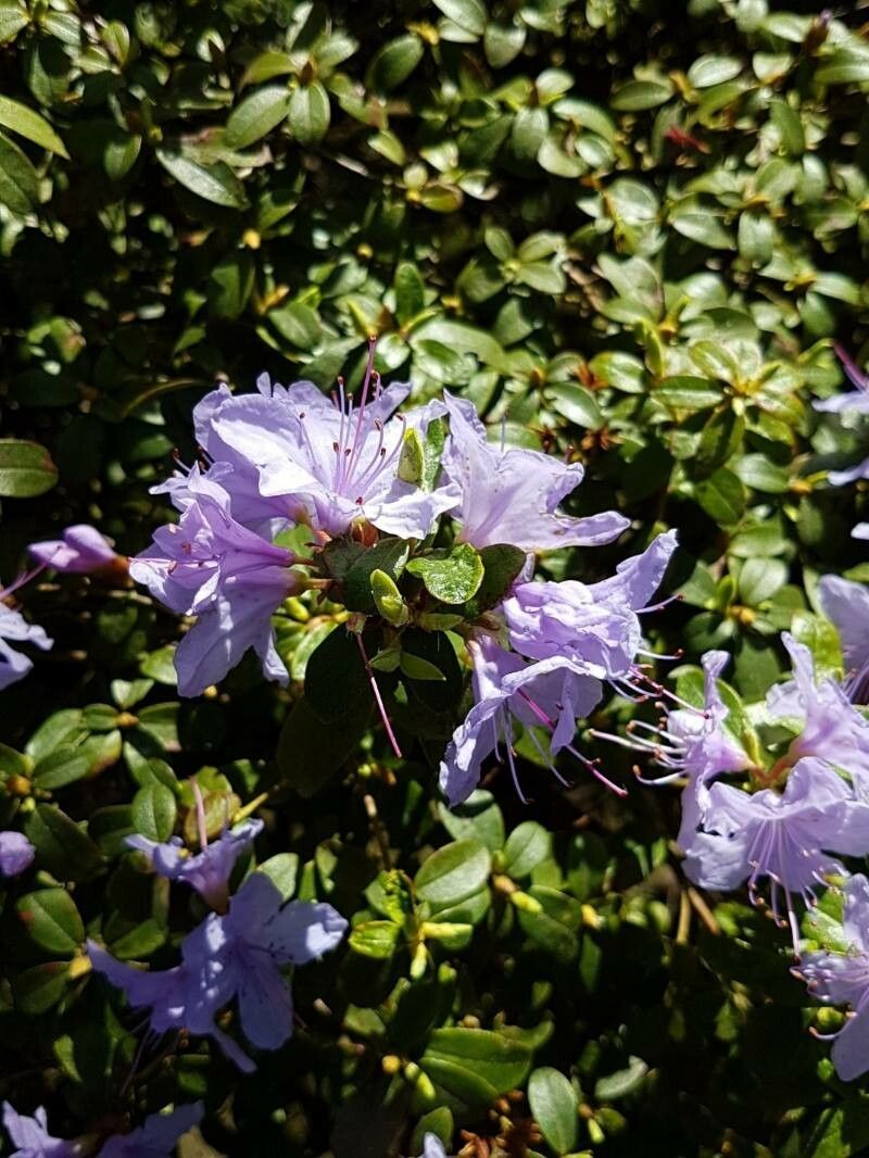 Rhododendron impeditum flower