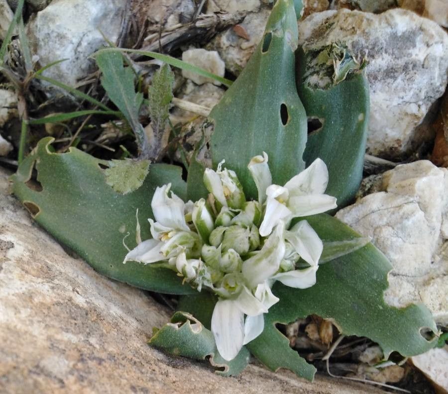 Ornithogalum lanceolatum flower