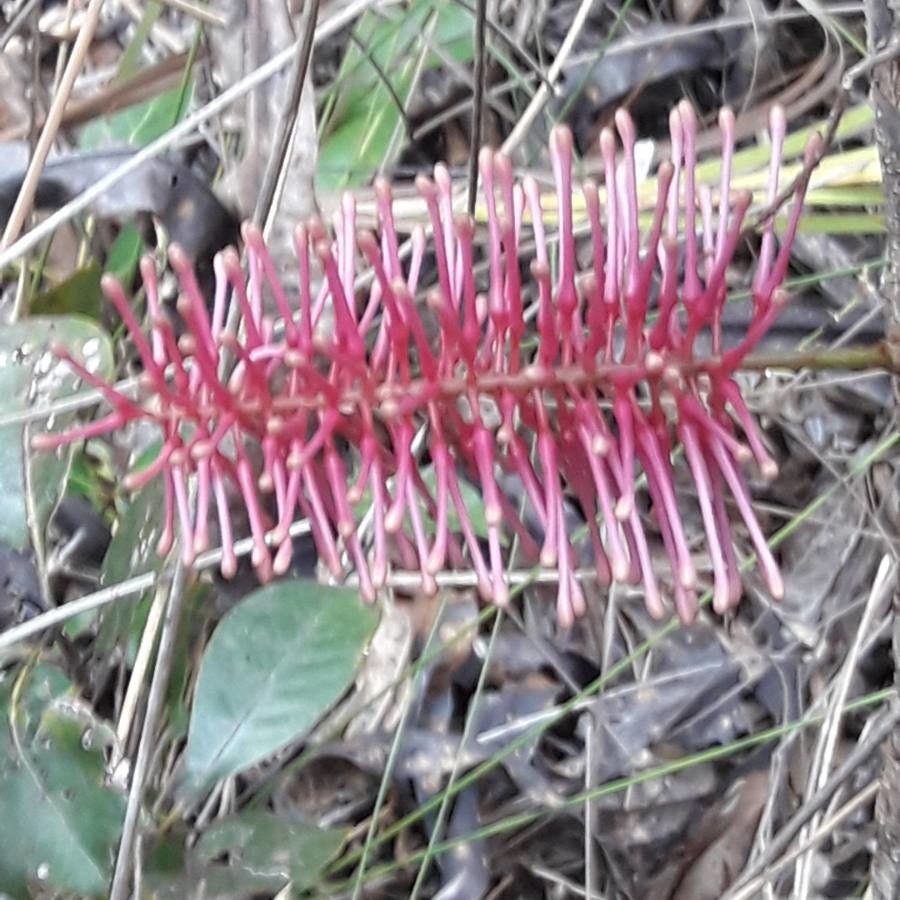 Virotia angustifolia flower