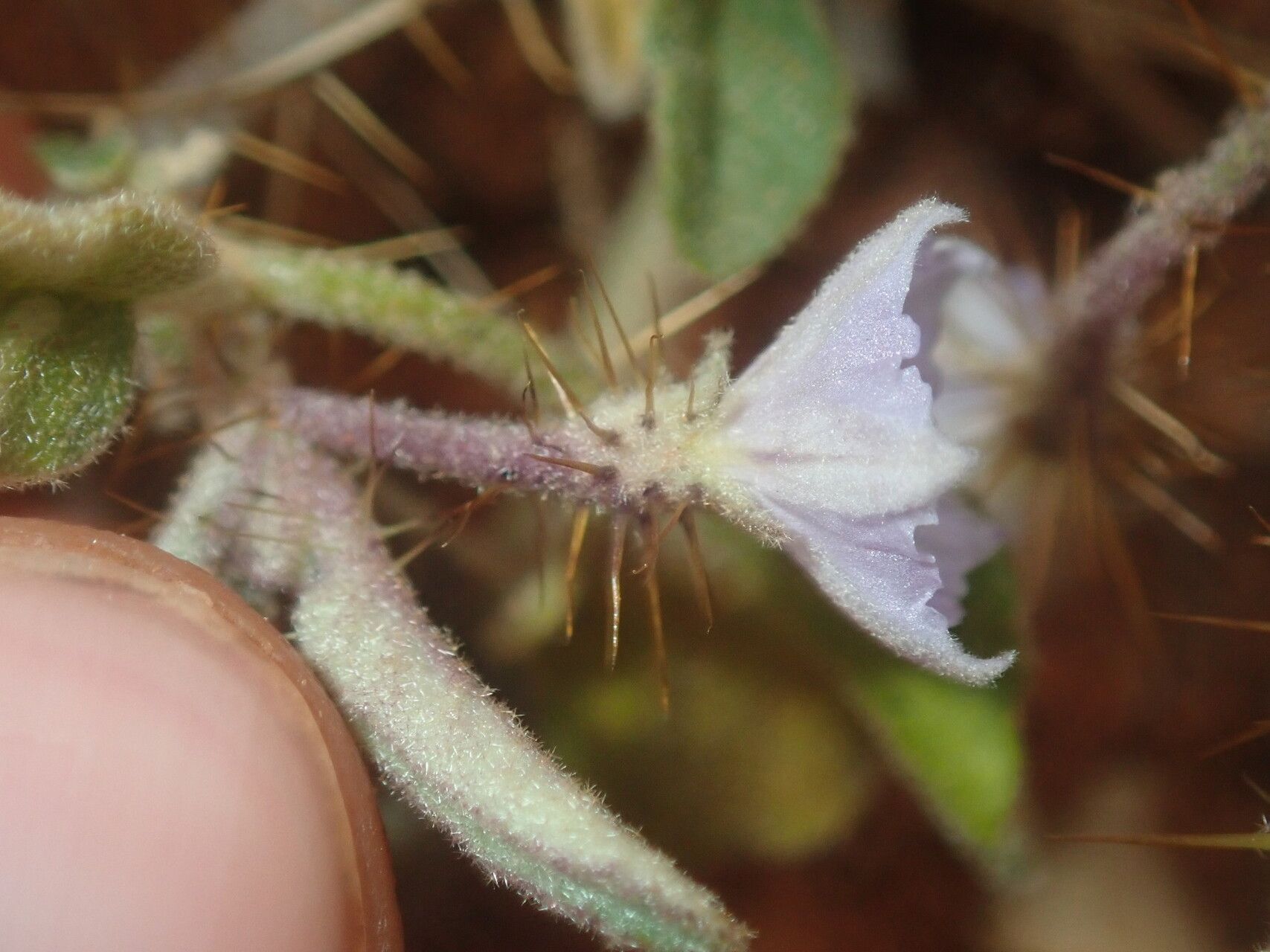 Solanum cleistogamum flower