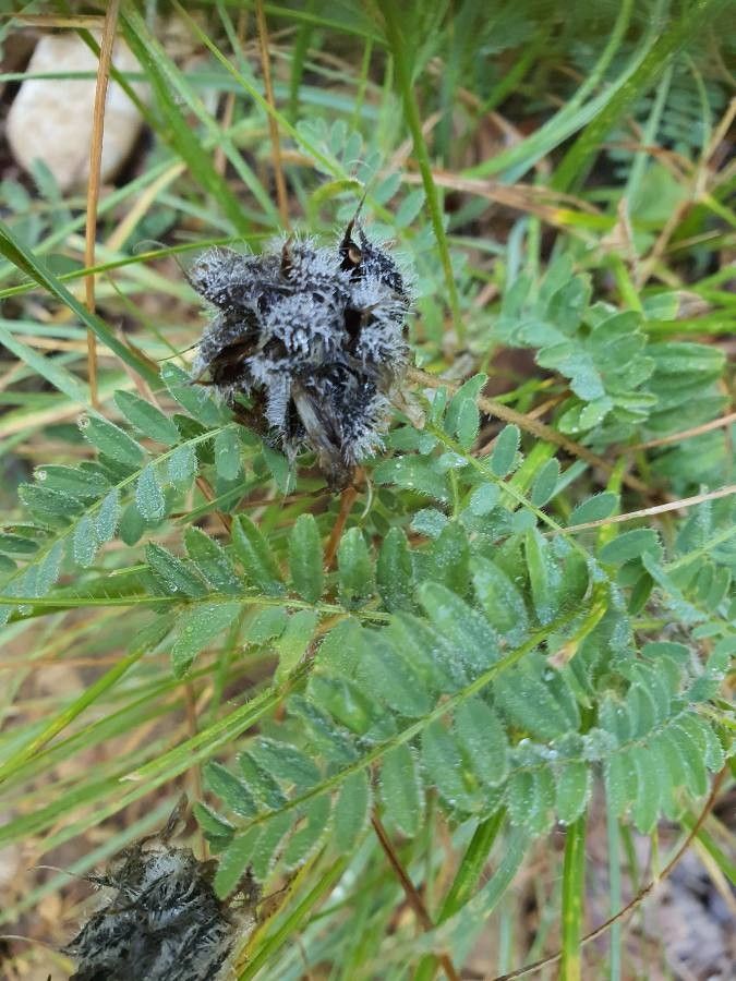 Astragalus hypoglottis leaf