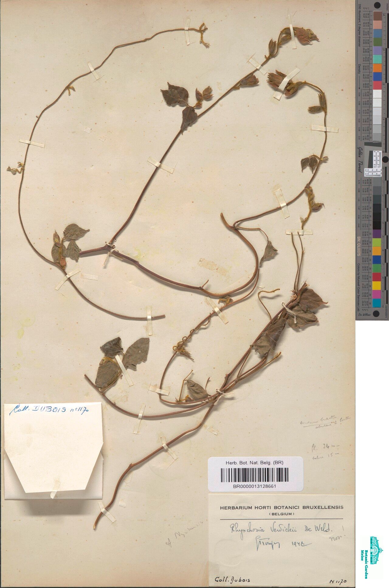 Rhynchosia macrantha — houseplant care guide