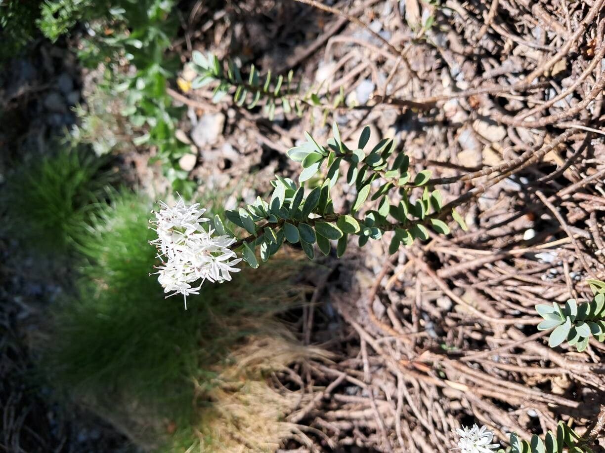 Veronica glaucophylla — houseplant care guide