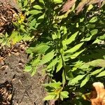 Verbesina alternifolia