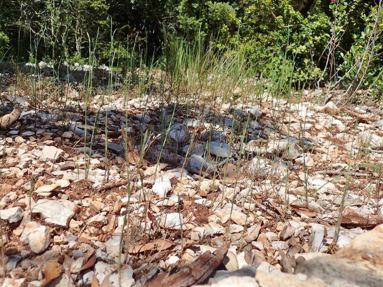 Bufonia paniculata habit