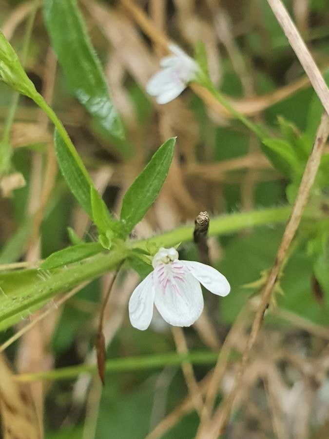 Justicia exigua flower
