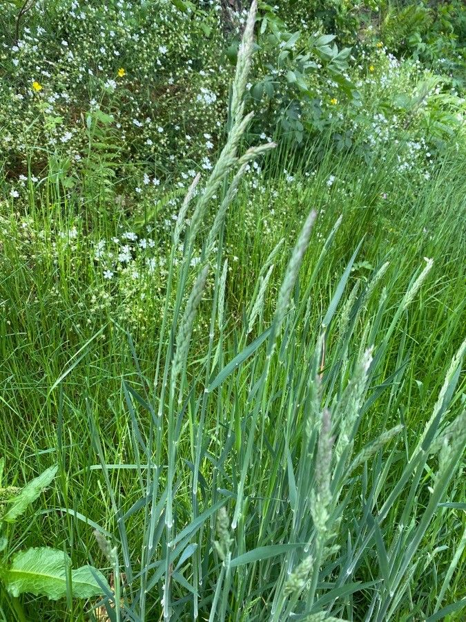 Elymus pungens flower