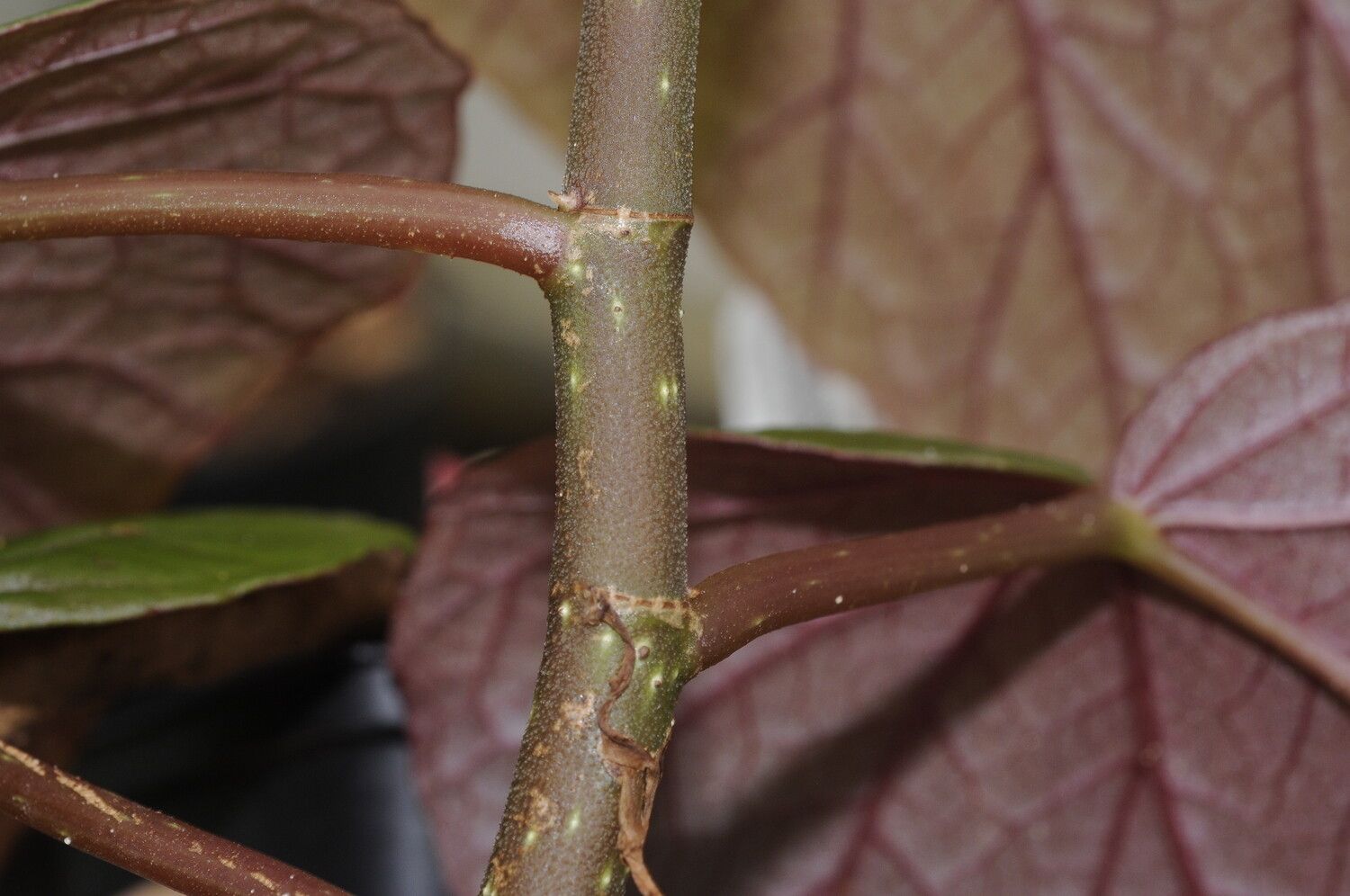 Begonia madecassa bark