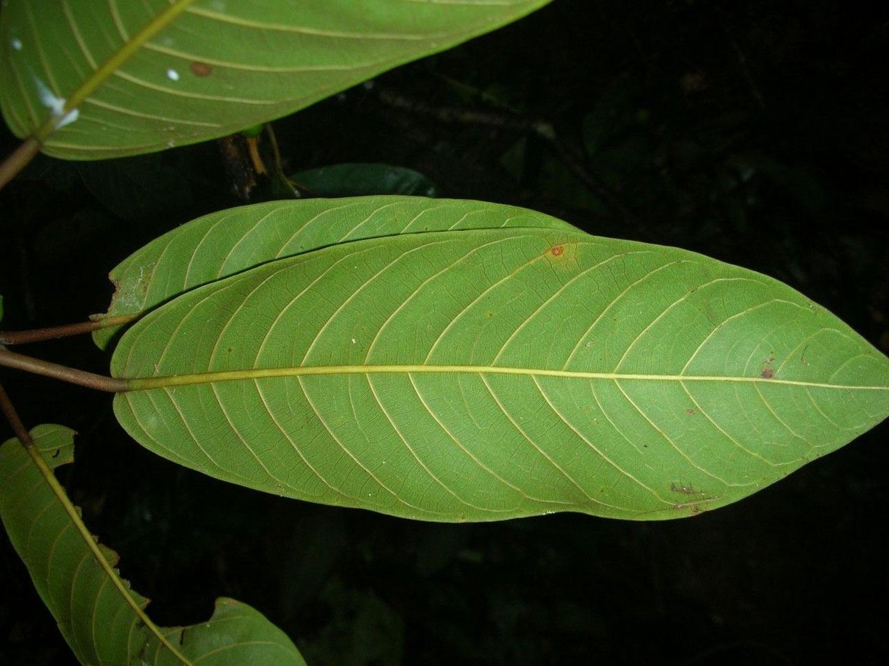 Ficus richteri leaf