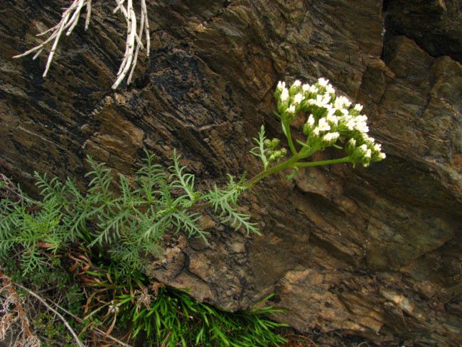 Achillea chamaemelifolia habit