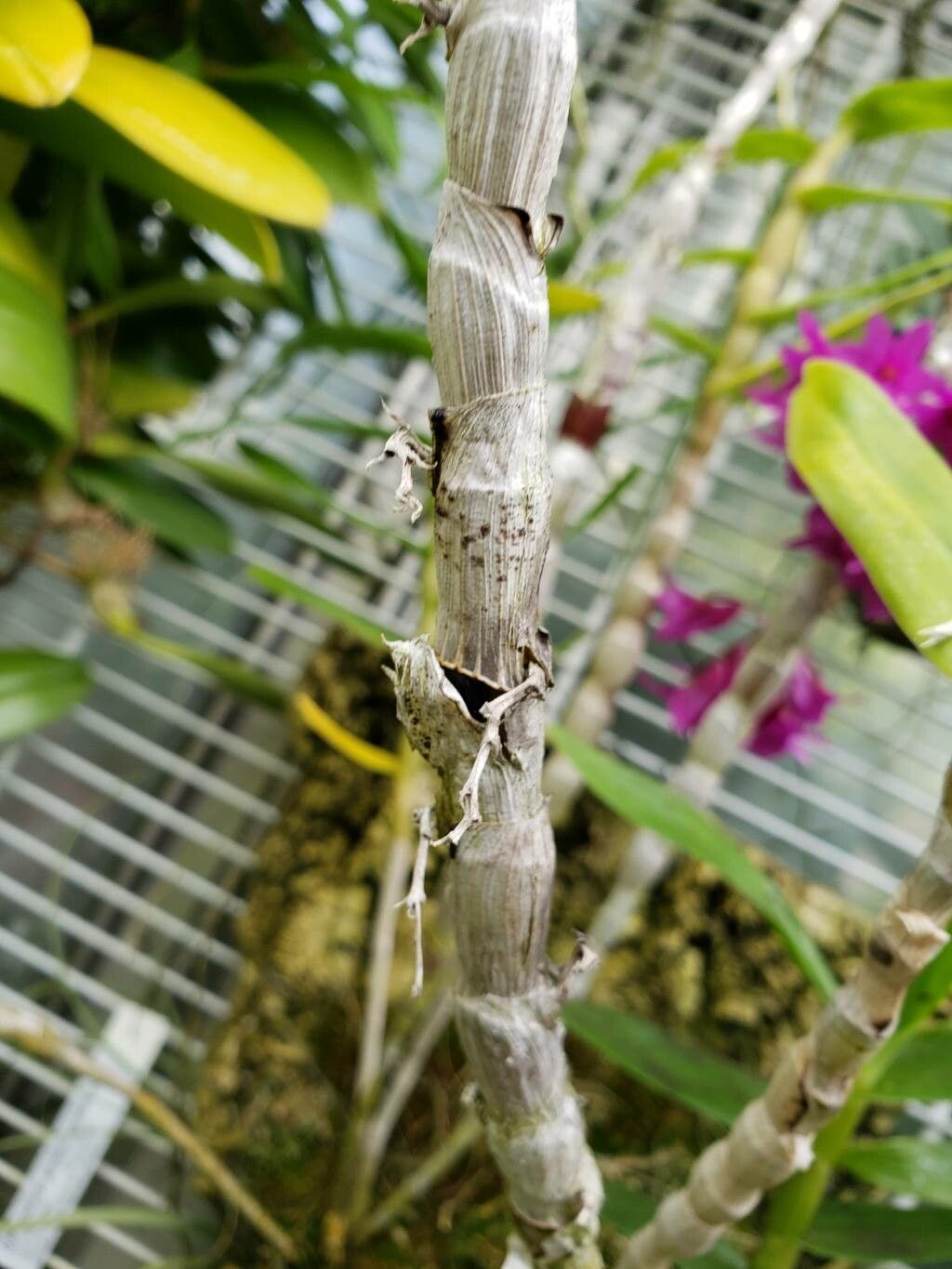 Dendrobium goldschmidtianum bark